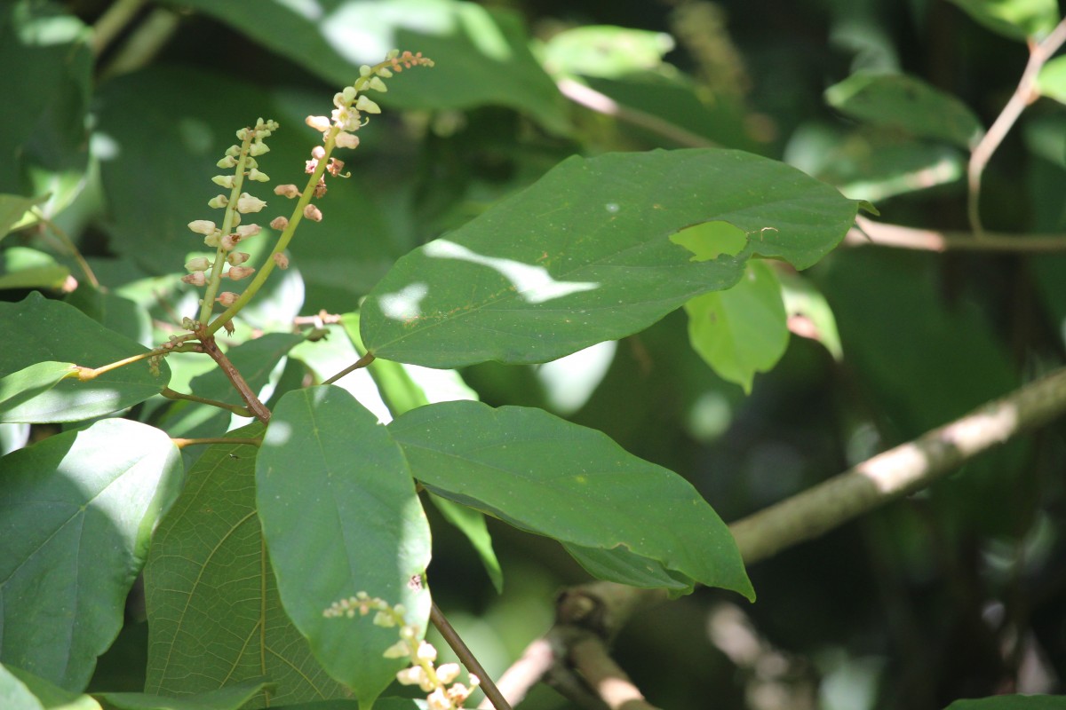 Sterculia zeylanica Kosterm.